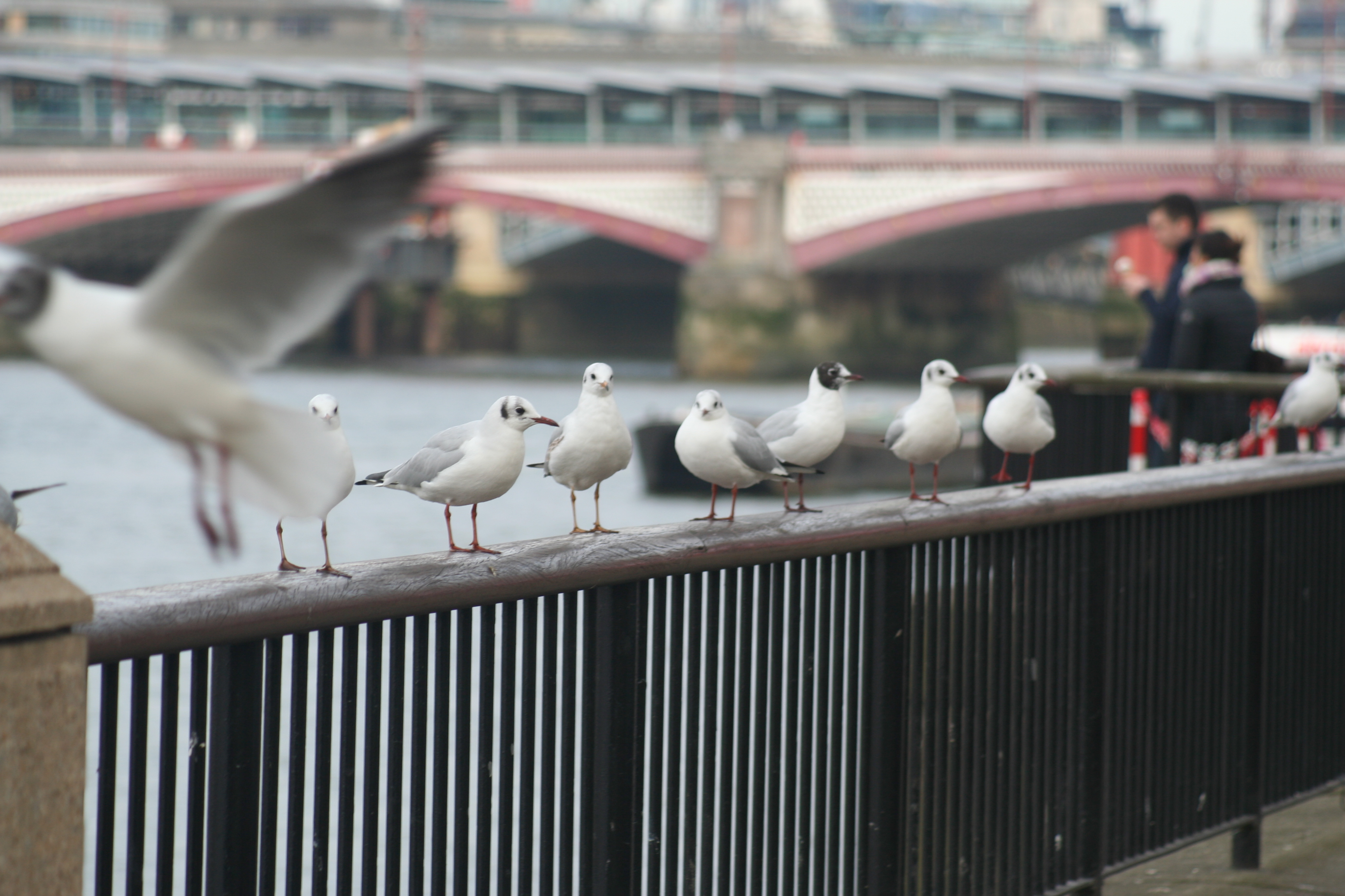 Episode 78 – Neurodiversity