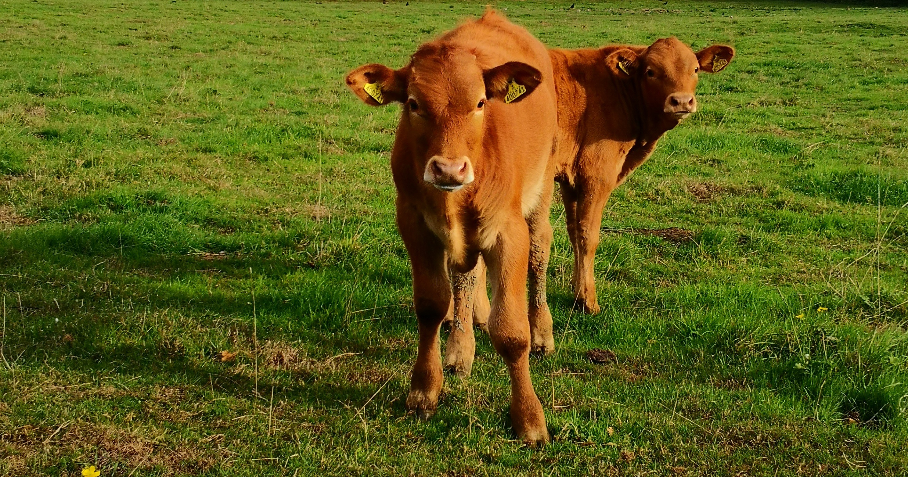 Episode 86 – Spotting Tech BS