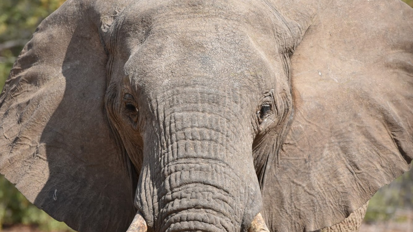 (114) Social Listening