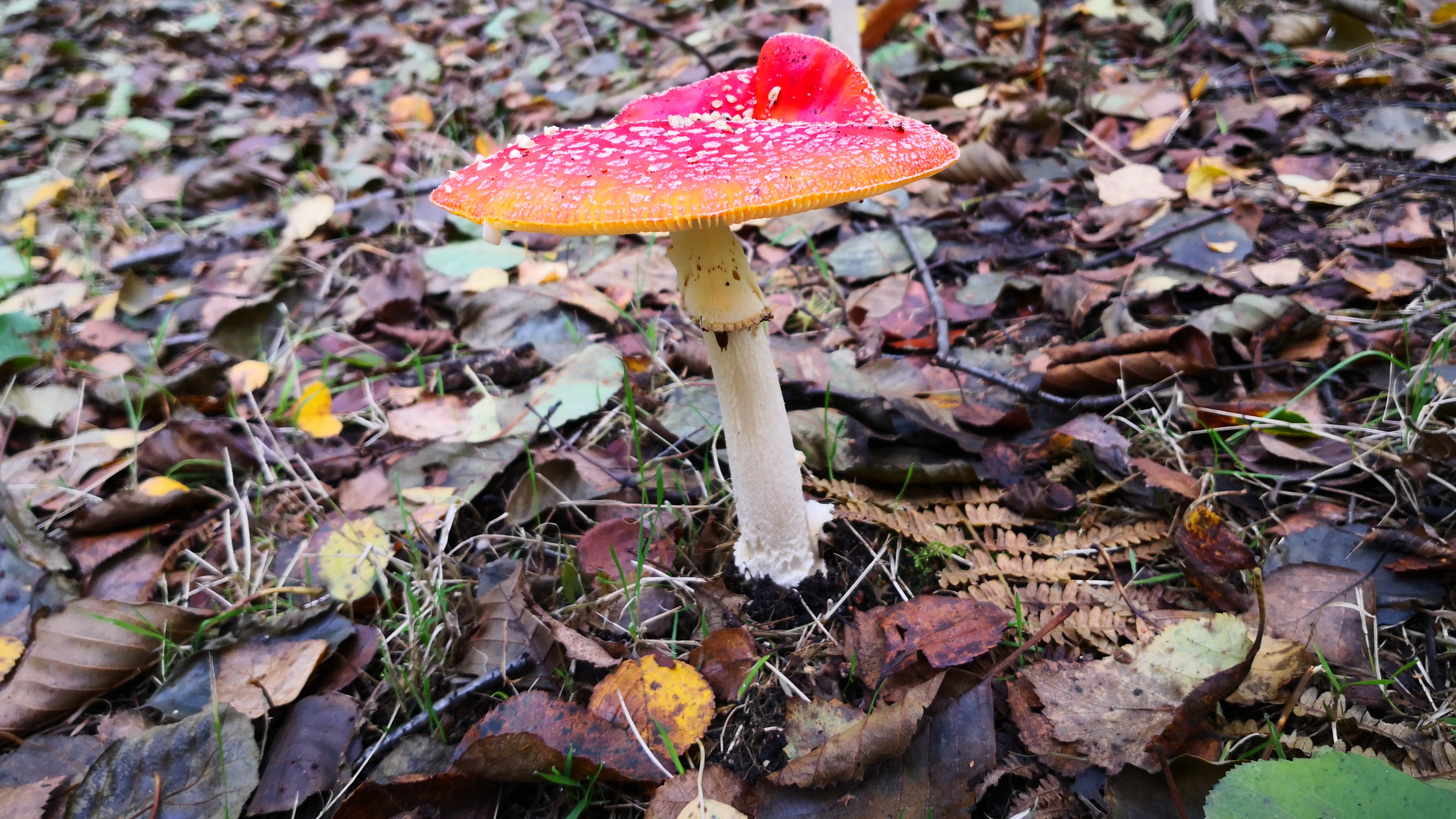 (137) The Internet of Gnomes Take 2